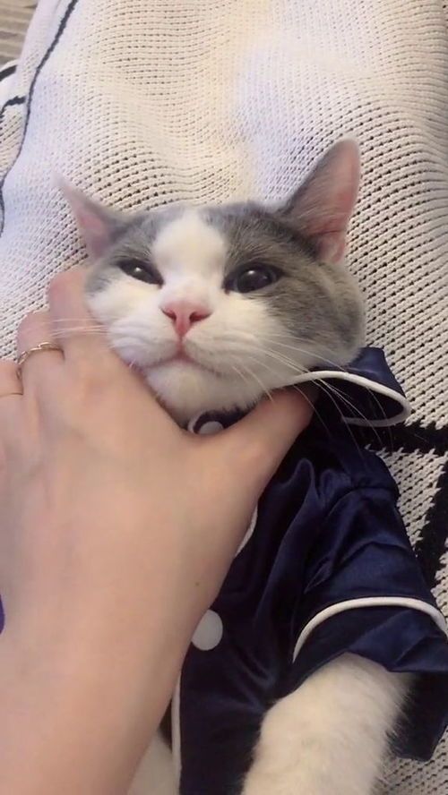 宠物猫连体衣服怎么做的