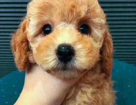 10个月泰迪的狗粮选择指南（如何让泰迪健康成长）