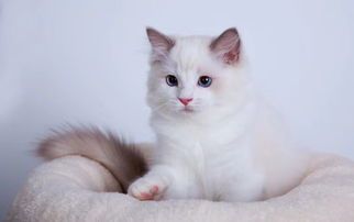 学习布偶猫繁殖，掌握专业宠物繁育技巧。