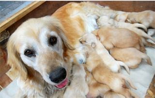 “狗狗产崽后，哺乳期有多久？”