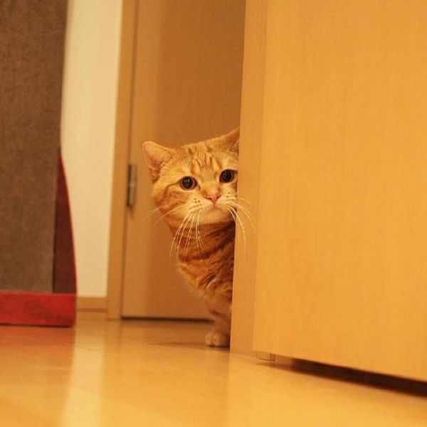 小短腿的宠物不只有柯基,你们见过这样的猫咪吗?