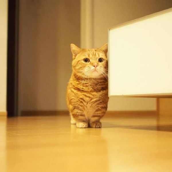 小短腿的宠物不只有柯基,你们见过这样的猫咪吗?