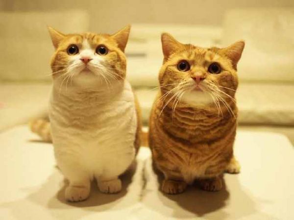 小短腿的宠物不只有柯基,你们见过这样的猫咪吗?