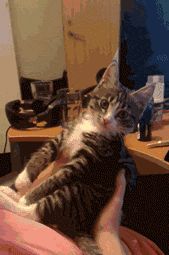 经典猫咪动图，个个都是表情帝