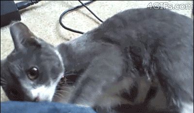 经典猫咪动图，个个都是表情帝