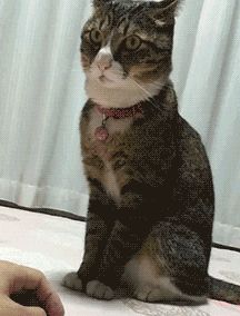 经典猫咪动图，个个都是表情帝