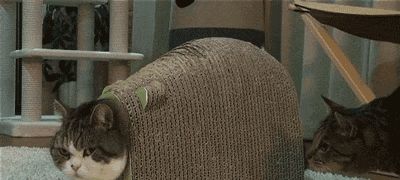 经典猫咪动图，个个都是表情帝