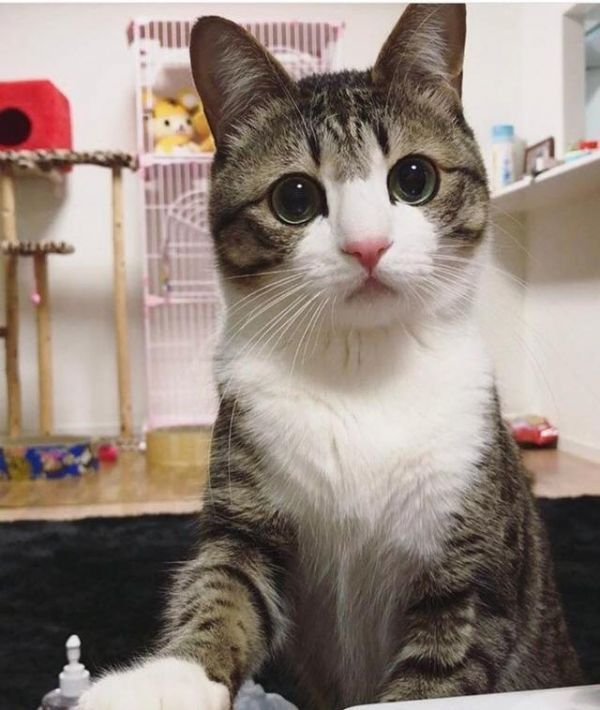 经典猫咪动图，个个都是表情帝