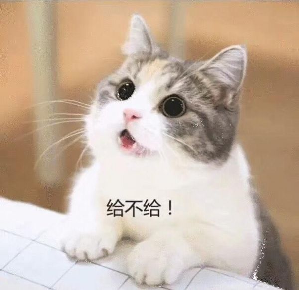 萌宠猫咪各种表情，你真能读懂吗