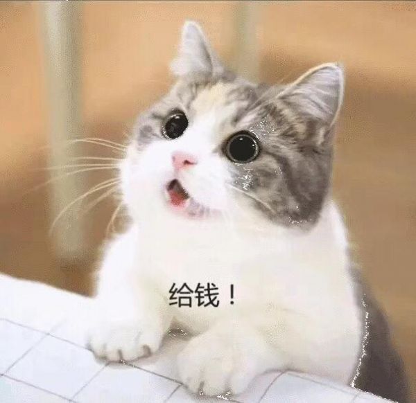 萌宠猫咪各种表情，你真能读懂吗