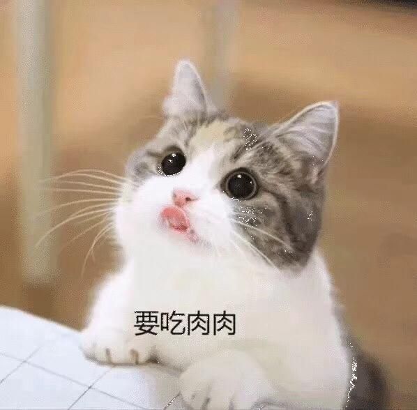萌宠猫咪各种表情，你真能读懂吗