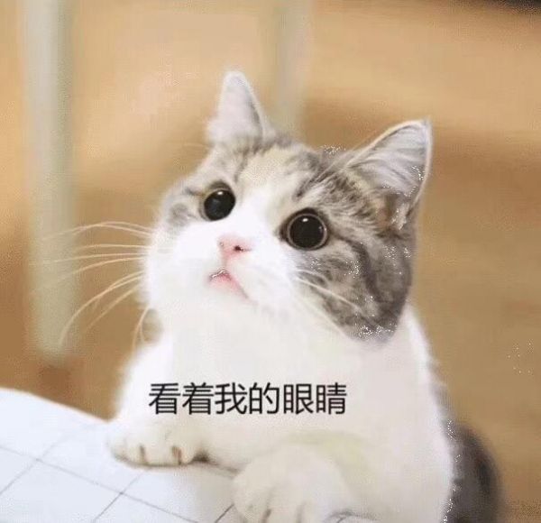 萌宠猫咪各种表情，你真能读懂吗