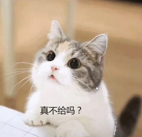 萌宠猫咪各种表情，你真能读懂吗