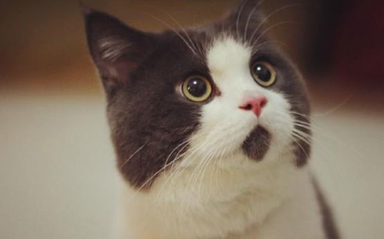 最近流行的一只震惊猫咪表情