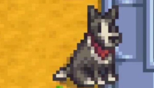 星露谷物语宠物狗饲养有哪些好处2