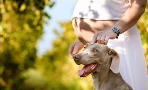 “宠物怀孕时间揭秘，养宠必看！”