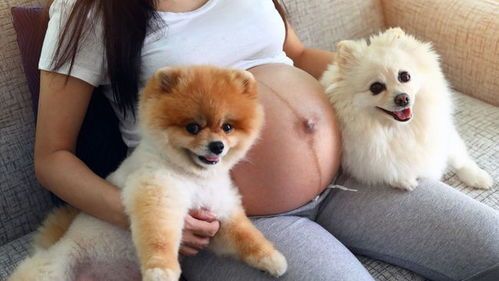 “宠物怀孕时间揭秘，养宠必看！”