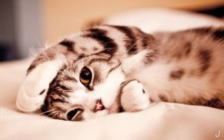 宠物怀孕打针须知