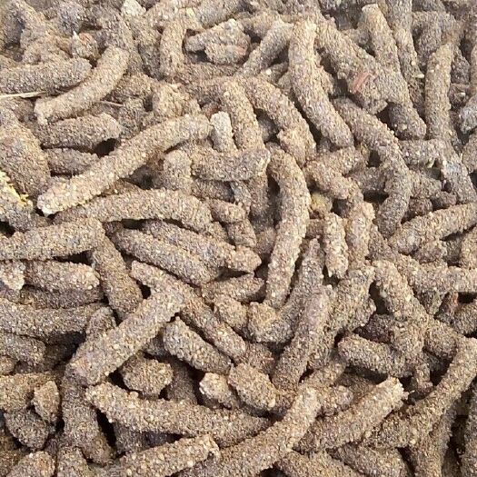 蚂蚱卵 无土虫卵 蚂蚱种 东亚飞蝗 华天蚂蚱