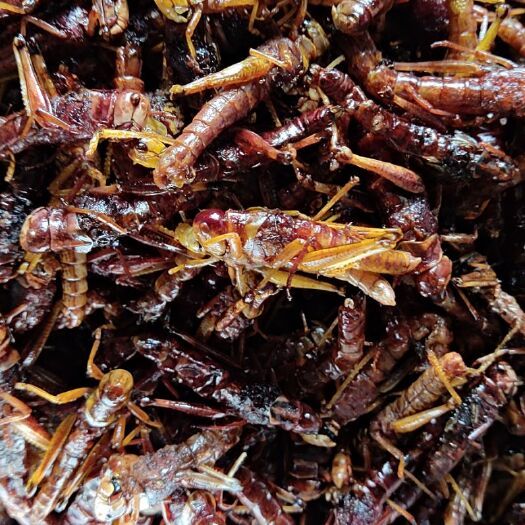 油炸蝗虫 油炸蚂蚱 油炸飞虾 为民除害 飞蝗腾达