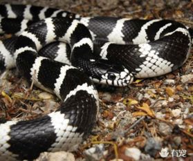 银灰色蛇，优雅宠物伴侣。