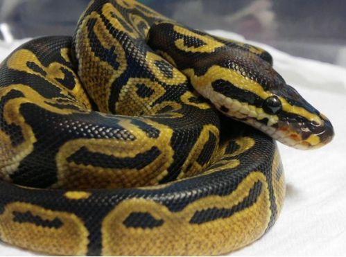 银灰色蛇，优雅宠物伴侣。