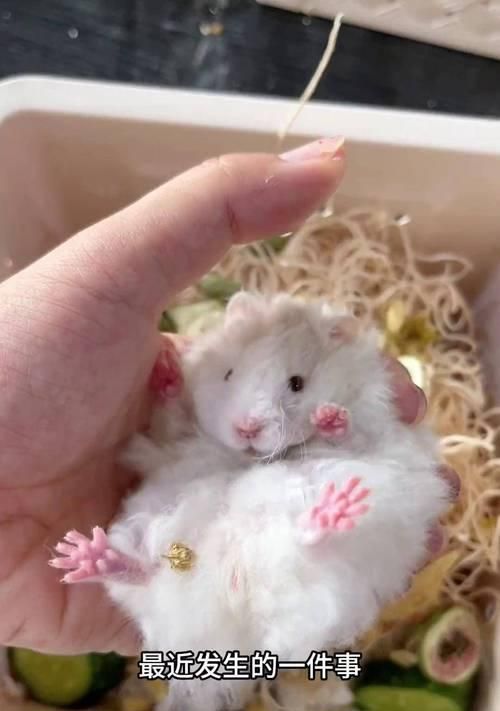 如何判断公仓鼠的发情期？