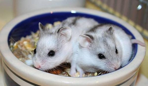 如何判断公仓鼠的发情期？