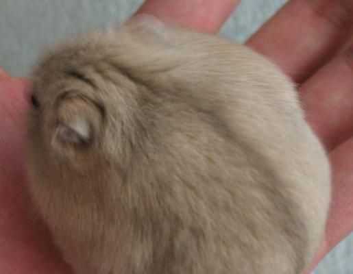 如何判断公仓鼠的发情期？