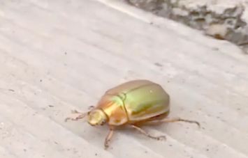 金龟子饲养全攻略，一篇文章助你轻松上手！