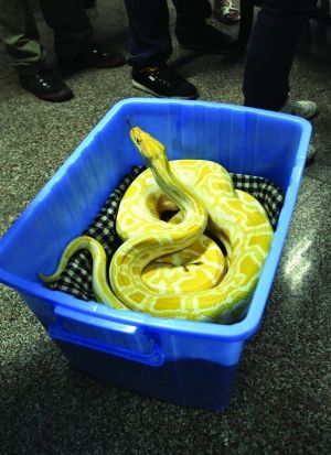 昨天,“小金”被送往动物园 现代快报记者 李雨泽 摄