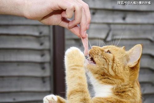 宠物猫维生素C补充需谨慎，中毒症状及预防看医生。