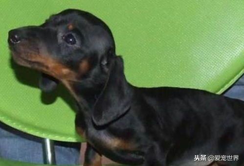 “腊肠犬每日喂食量：适量为主，健康为辅。”