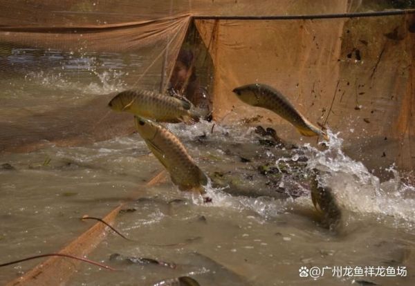 洛阳龙鱼批发市场（洛阳龙鱼批发市场,1.高端龙鱼品牌祥龙鱼场-）