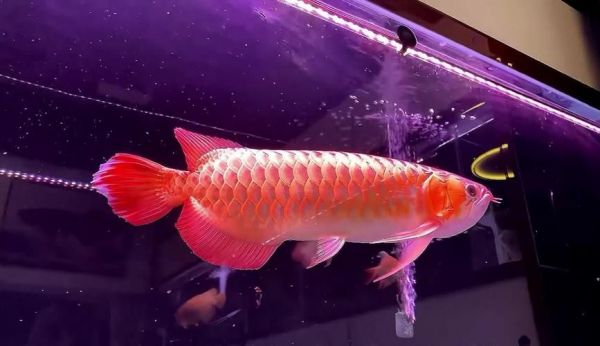 洛阳龙鱼批发市场（洛阳龙鱼批发市场,1.高端龙鱼品牌祥龙鱼场-）