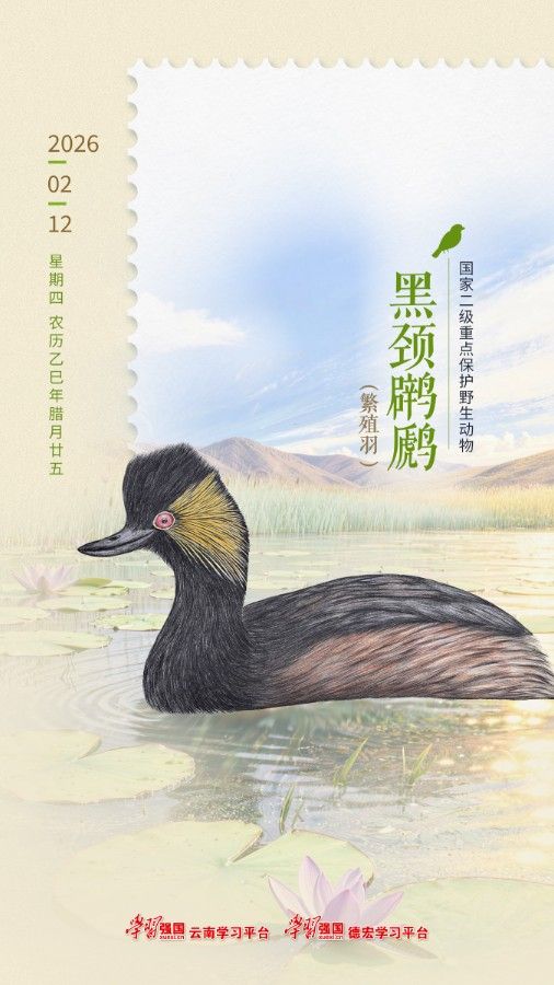 2月12日 黑颈鸊鹈（繁殖羽）.jpg