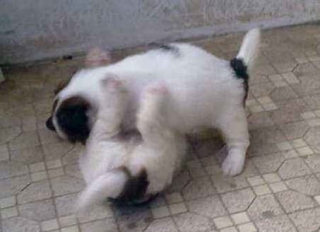 宠物怎么收费_宠物火化费用_仓鼠单独火化价格