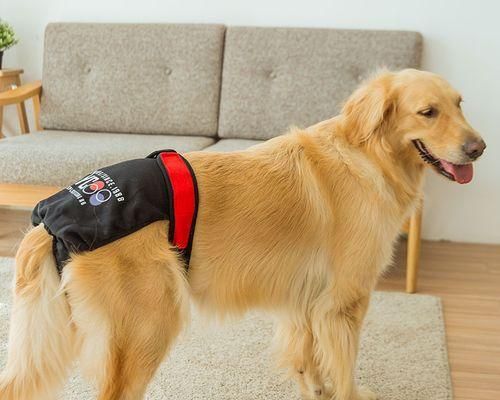 狗狗咬尿片的行为如何纠正？有效的方法有哪些？