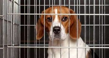 免费宠物训练视频教程，养狗必备！