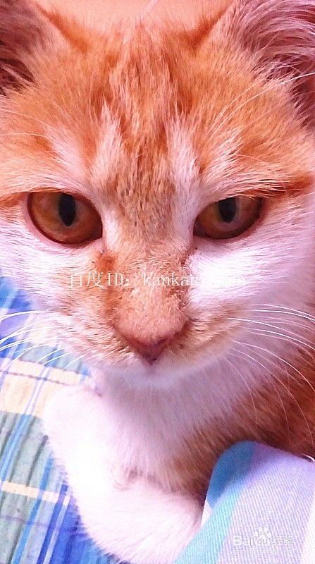 成年宠物猫怎么训