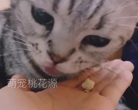 猫咪狗狗辅食零食 宠物黄金鸡胸块的做法