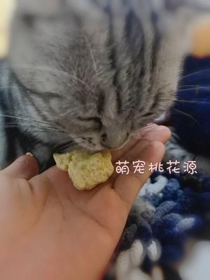 猫咪狗狗辅食零食 宠物黄金鸡胸块的做法 步骤4