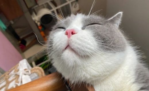 慕乐猫咪主食罐头是什么配方