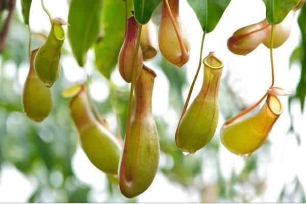 猪笼草对人危害 猪笼草的风水寓意