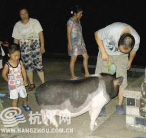 宠物猪爱拱人，好奇天性使然