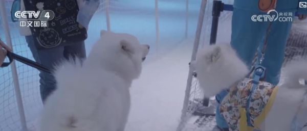 “携宠出游”成春节新潮流:打造“人宠友好”场景 开拓消费新空间