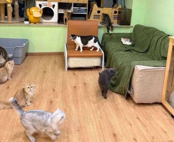 上门喂猫春节能赚16万？律师提醒 明确约定规避风险