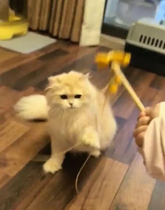 上门喂猫春节能赚16万？律师提醒 明确约定规避风险