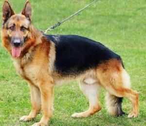 宠物养护攻略：黑贝犬养护要点全解析