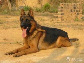 宠物养护攻略：黑贝犬养护要点全解析